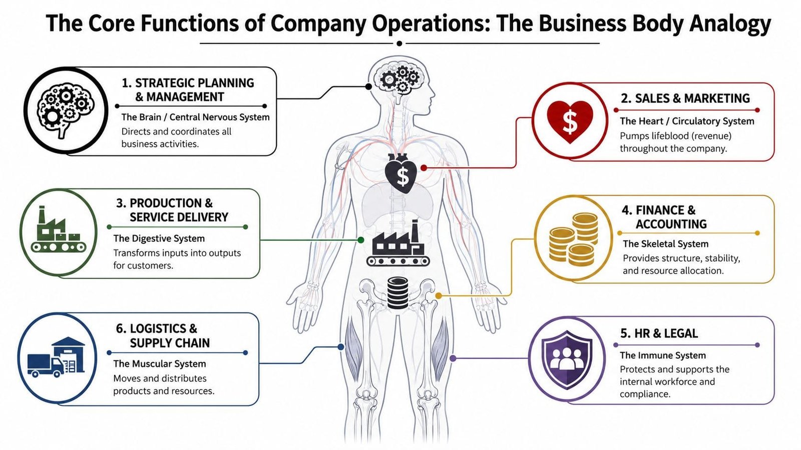 An infographic titled The Core Functions of Company Operations displaying a business body analogy diagram.